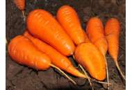 Шантане Ред Кор - морковь, Agri Saaten фото, цена